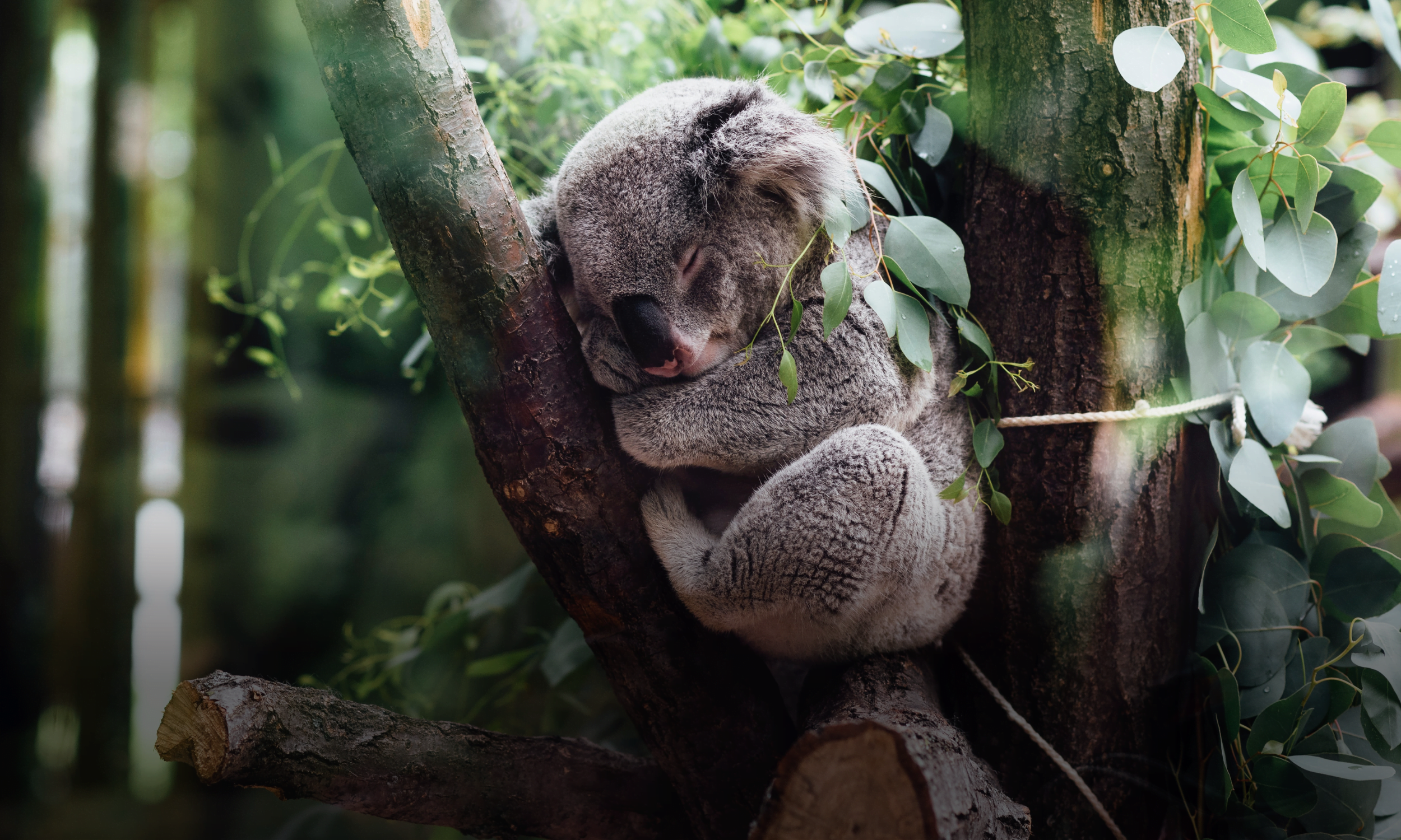 Ontdek Australië: unieke fauna, werelderfgoed en betoverende avonturen